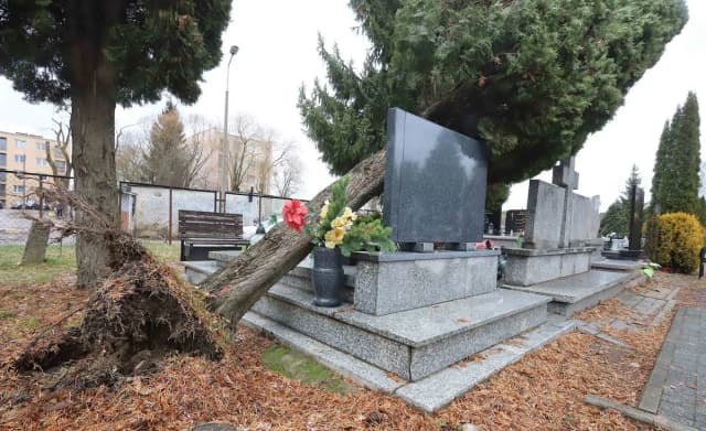 Kto odpowiada za drzewa na cmentarzu i jakie są tego konsekwencje? Kto odpowiada za drzewa na cmentarzu i jakie są tego konsekwencje?